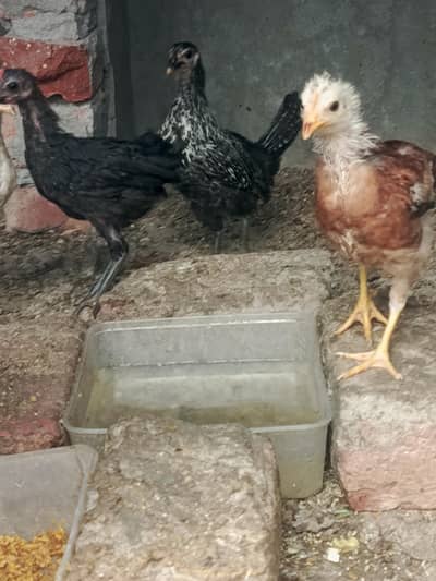 Desi chiks Home breed