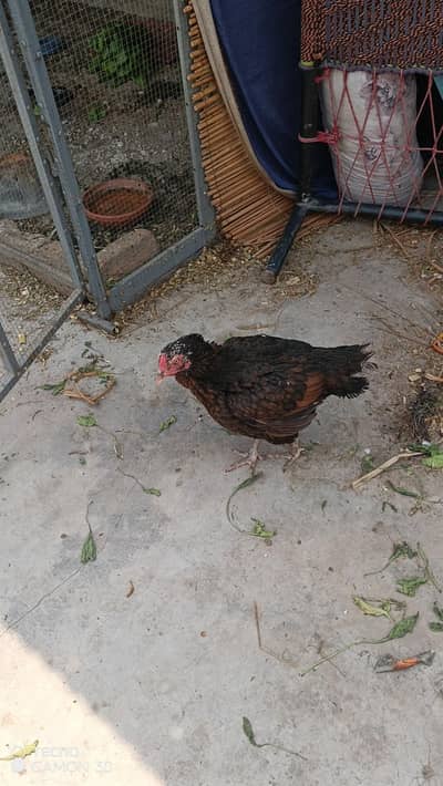 kuruk desi murghi for sale 2000 final