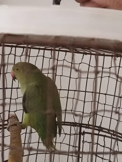 green parrot