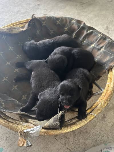 German shepherd + chocolate Labrador mix for sale