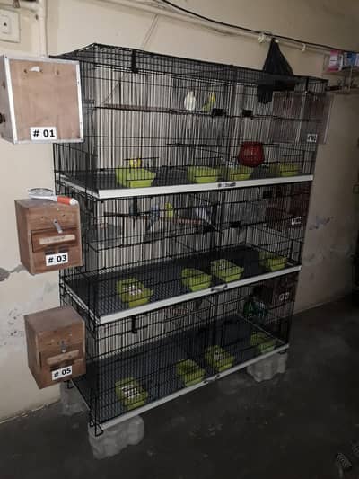 6 Austrelian Baredar pear and new Folding Cage