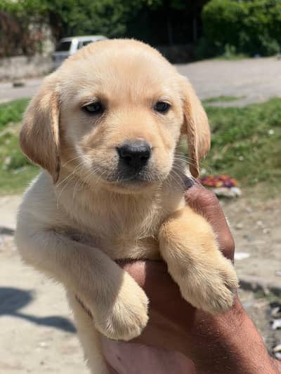 labberador puppies  labra puppy Labrador female puppy Labrador dogs