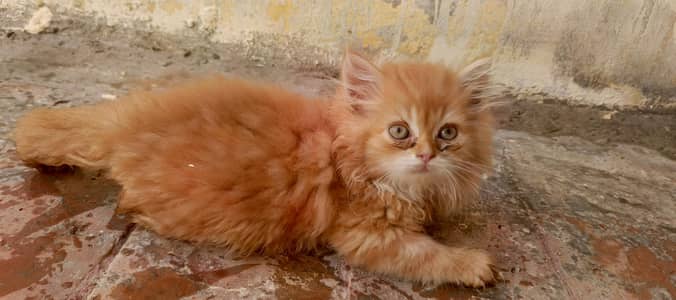 Persian kitten's for Sale