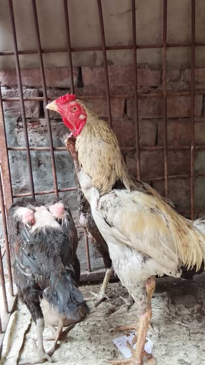 Pure mianwali aseel dhodhiya jawa