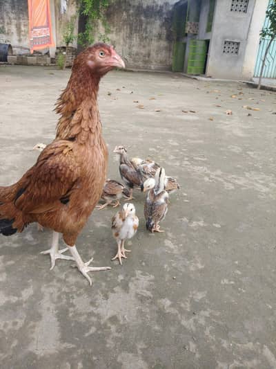Broody Aseel Hen