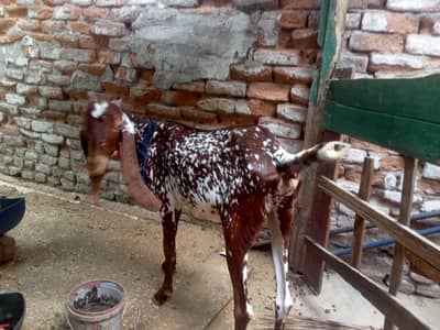 makhi chini karas