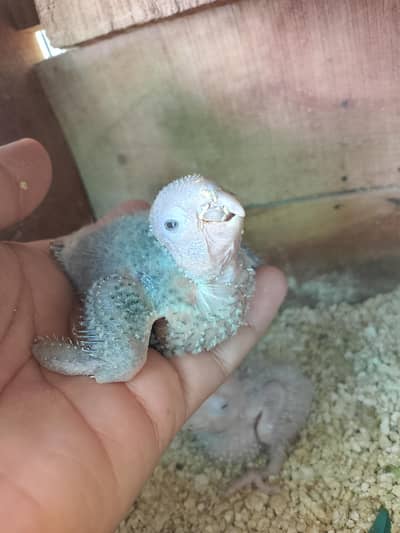Tame parrots for sale green cheek and cocktail