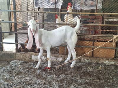 Gulabi bakra