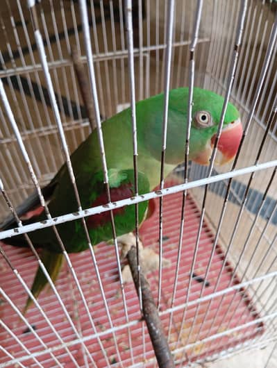 Beautiful Parrot 