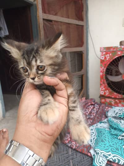 Persian Kittens /Tripple coat / kittens /Doll  kittens For Sale