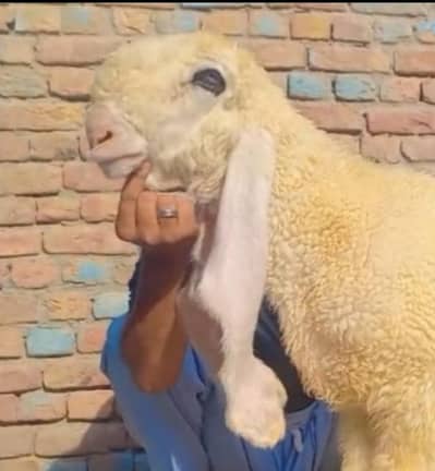 Pure Kajla Chatra Male Kid