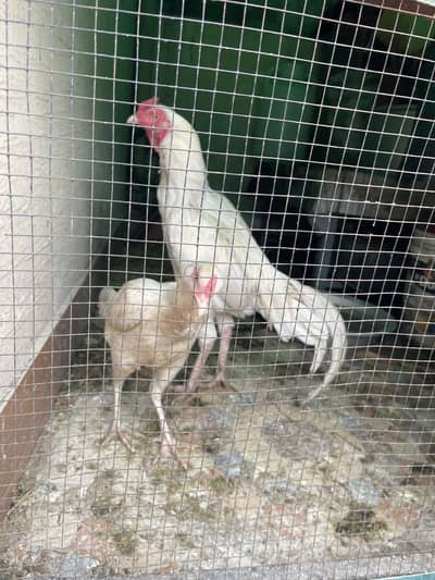 Heera pair for sale