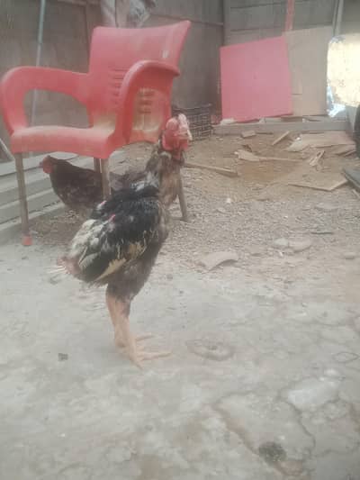 Aseel murge