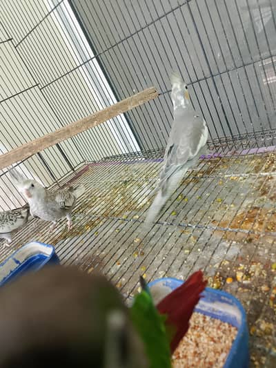 Tamed parrot for sale green cheek and cocktail