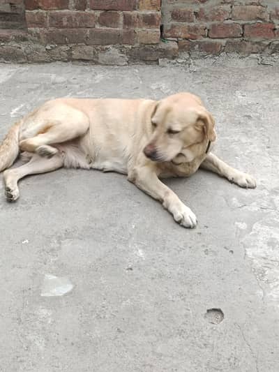 Labrador male_ active and healthy _labrador pair available