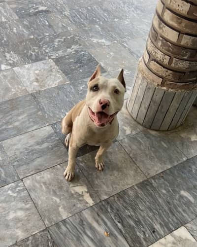 American pitbull female