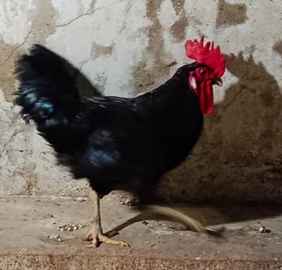 Australorp