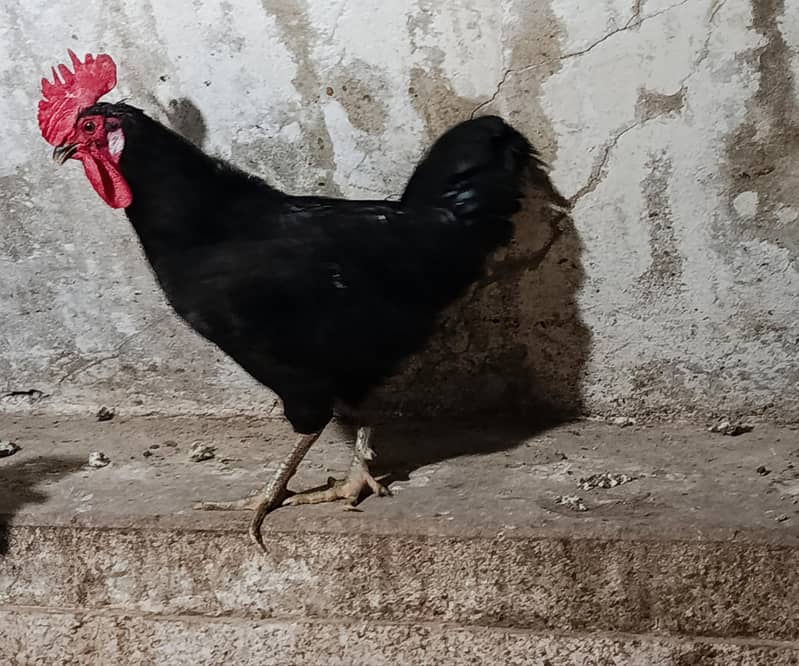 Australorp 1