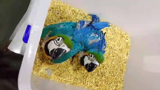 Blue and gold macaw chicks