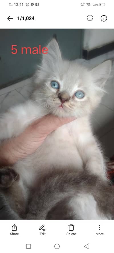 beautiful Persian kittens