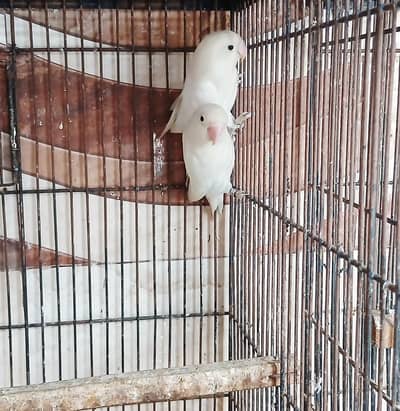 Lovebird Breeder Pair