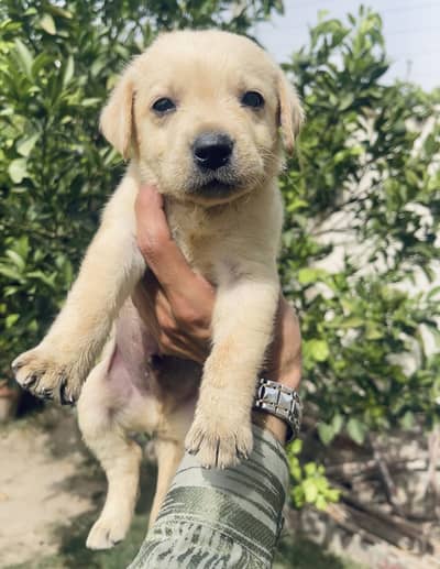 Pedigreed Labrador Male Pup Available