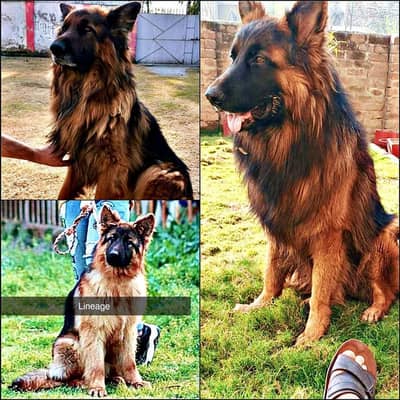 5 Healthy 60 Days Old Puppies for Sale | German Shepherd Triple Coat