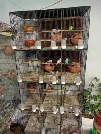 parrots for sale,8pairs austrailion,and 2 pair frinches birds,