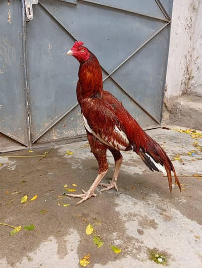 Pure aseel mianwali pila patha.