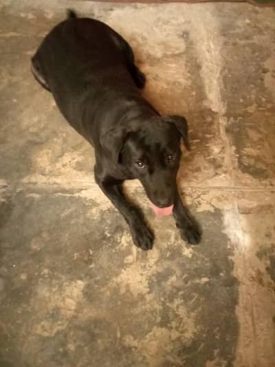 labra dog