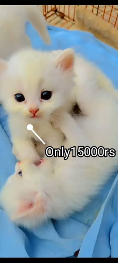 Kittens for sale,Female cat for sale,home breed cats,cat, Persian cat.