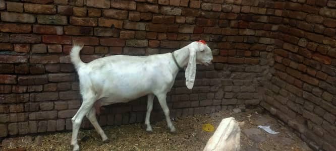 Full Size Amritsari Goat & Confirmed Pregnant Rajanpuri Goat Available