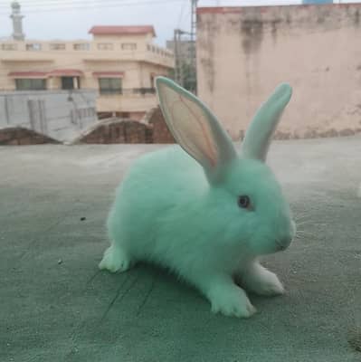 Newziland white 4kg breed bunnies / Cute rabbit bunnies / Snow white