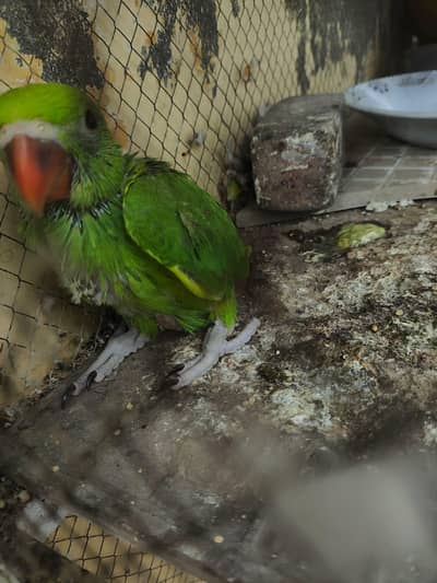 baby parrot