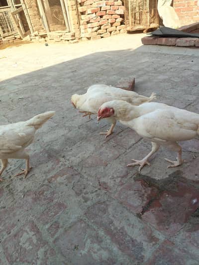 hera seel 0-3-0-0-7-0-0-2-0-7-5