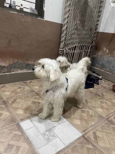 Dogs 2