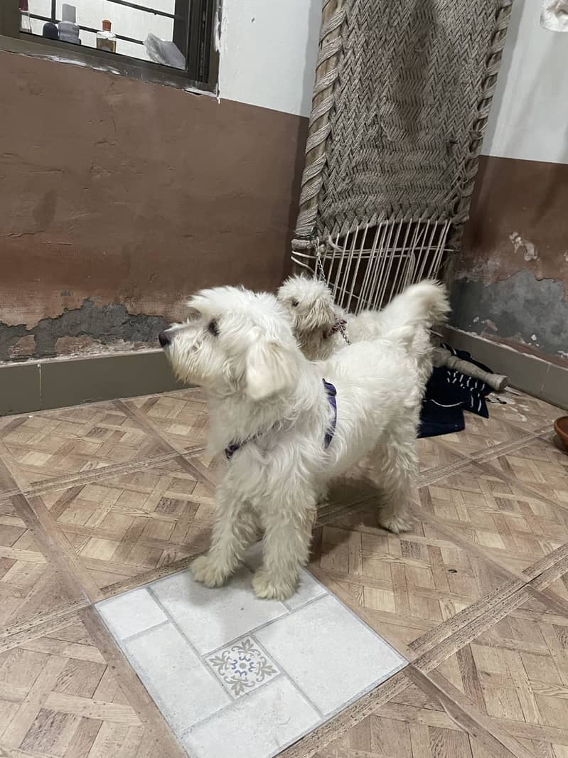 Maltese pupies | imported puppies | Maltese pair for sale 10