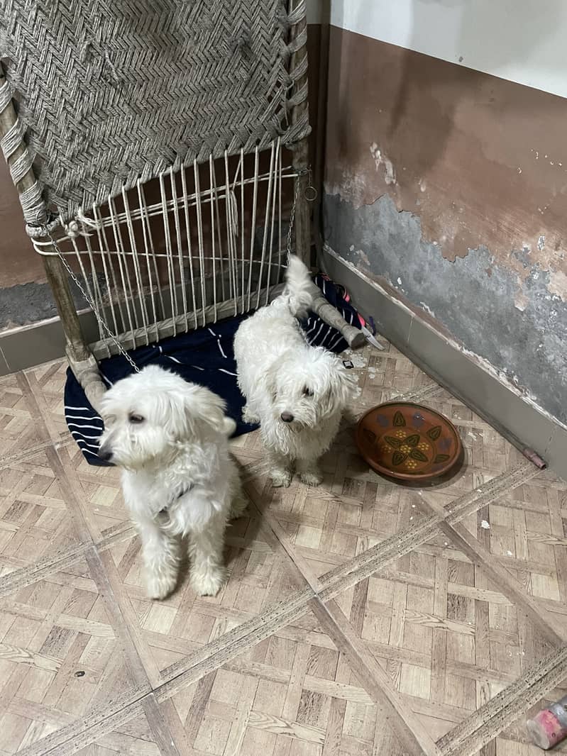 Maltese pupies | imported puppies | Maltese pair for sale 9