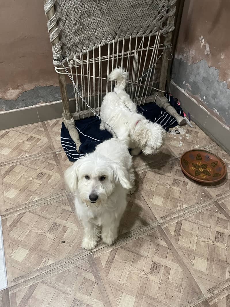 Maltese pupies | imported puppies | Maltese pair for sale 5