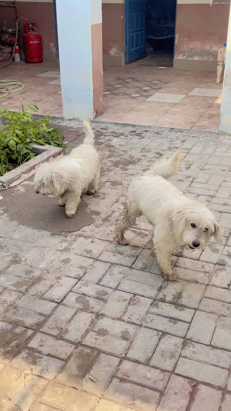 Maltese pupies | imported puppies | Maltese pair for sale 8