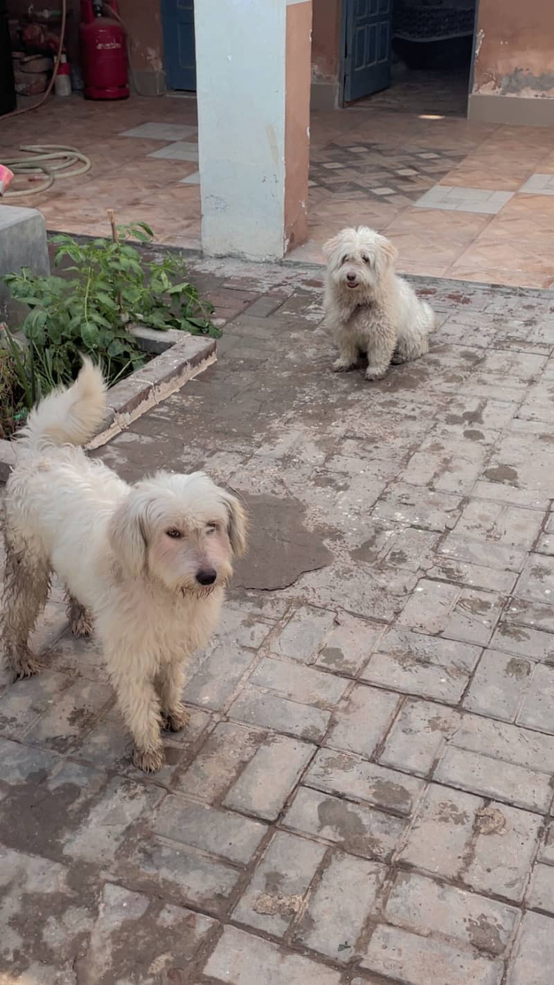 Maltese pupies | imported puppies | Maltese pair for sale 6