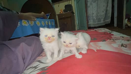 Kitten