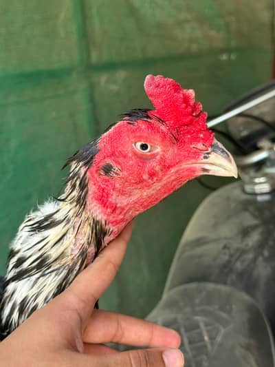 Aseel Breeding Birds – Male Lasani, Saleti Madi,heeri madi trio
