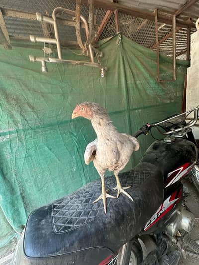 Aseel high quality cheeniMadi