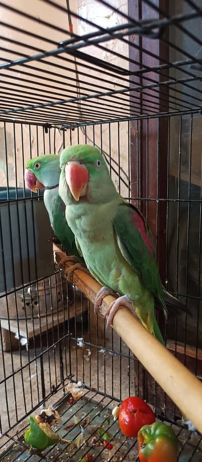 alexdrine parrots
