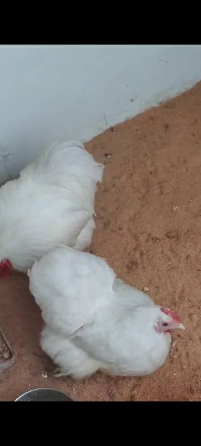 White Cochin bantam eggs Available