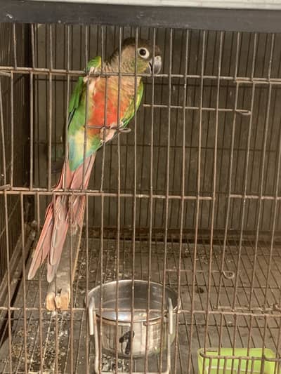 Yellow sided conure female