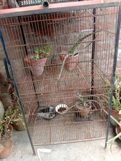 Birds Cage