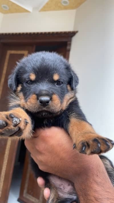 German Rottweiler high  class puppy show class imported parents