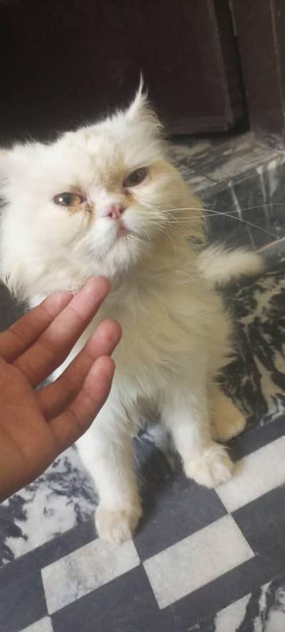 urgent sale kerne ha cat bot achi ha